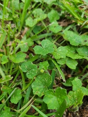 Hydrocotyle bowlesioides
