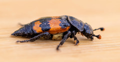 Nicrophorus hybridus