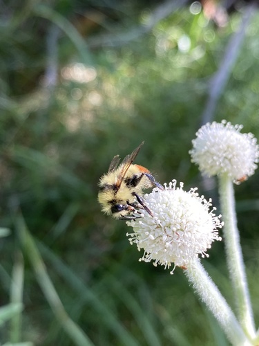 iNaturalist observation photo of Pyrobombus