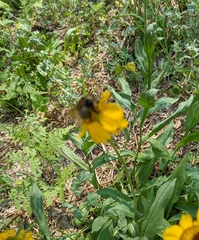 Bombus insularis