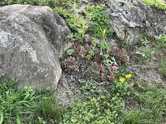 Sempervivum tectorum
