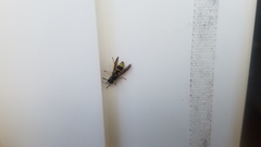 Ancistrocerus
