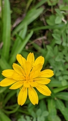 Phalacroseris bolanderi