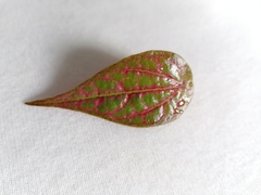 Piper crocatum
