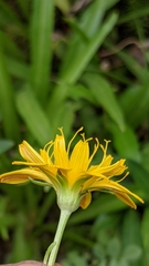 Phalacroseris bolanderi