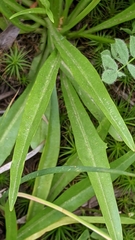 Phalacroseris bolanderi