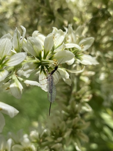 iNaturalist observation photo of Common Snakeflies