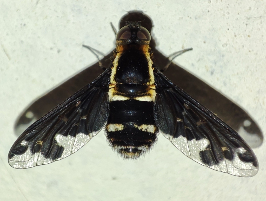 Hemipenthes maura
