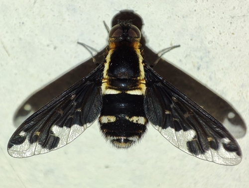 Hemipenthes maura nuotrauka