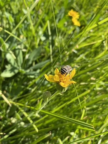 iNaturalist observation photo of Urbane Digger Bee