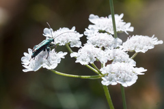 Oedemera nobilis