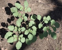 Physalis neomexicana