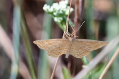 Idaea ochrata