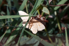 Idaea ochrata