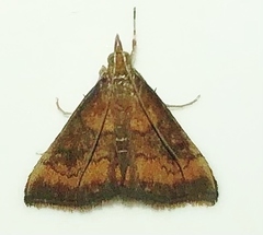 Pyrausta rubricalis
