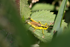 Podismopsis poppiusi