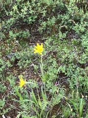Arnica angustifolia