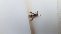 Ancistrocerus