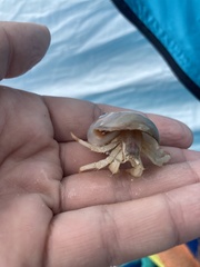 Isocheles wurdemanni