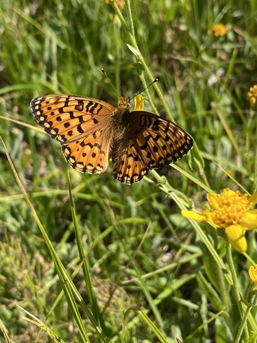 iNaturalist observation photo of Mormon Fritillary