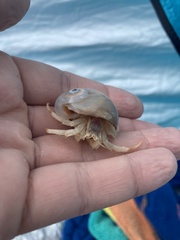 Isocheles wurdemanni