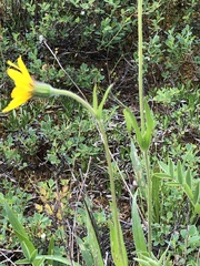 Arnica angustifolia