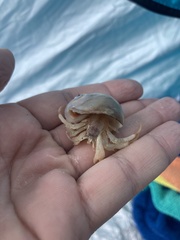 Isocheles wurdemanni