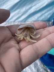 Isocheles wurdemanni