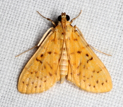 Conogethes