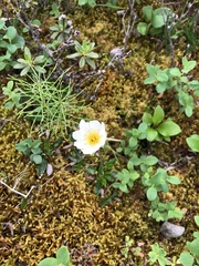 Dryas integrifolia