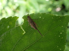 Danielatettix caudatus