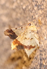 Macaria gambarina