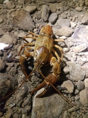 Austropotamobius torrentium