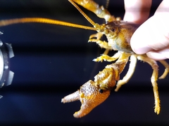 Austropotamobius torrentium