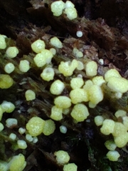 Trichoderma chromospermum