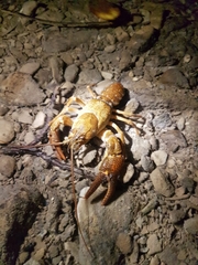 Austropotamobius torrentium