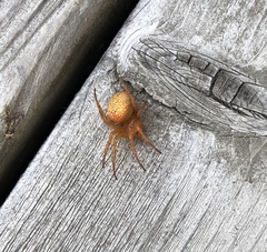 Araneus iviei