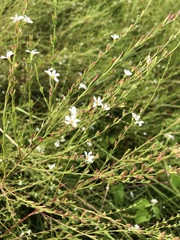 Lythrum lineare