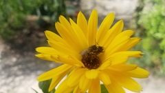 Anthophila