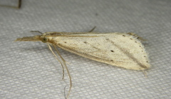 Donacaula longirostrallus