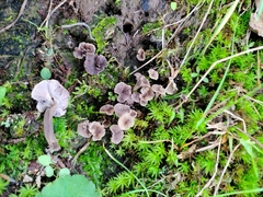 Craterellus subundulatus