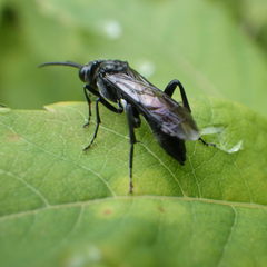 Macrophya trisyllaba