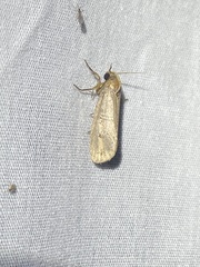 Acrolophus plumifrontella