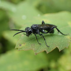 Macrophya trisyllaba