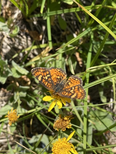 iNaturalist observation photo of Checkerspots