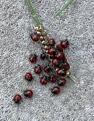 Podisus maculiventris