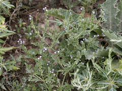 Verbena supina