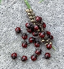 Podisus maculiventris