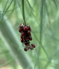 Podisus maculiventris