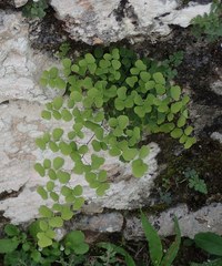 Adiantum tricholepis
